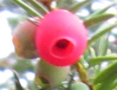 yew berry